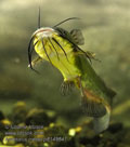 Ameiurus_melas_p8149841