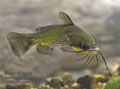 Ameiurus_melas_p8149842