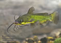 Ameiurus_melas_p8149857