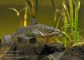 Ameiurus_nebulosus_hc7189