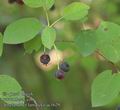 Amelanchier_lamarckii_ac1629