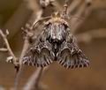 Amephana_aurita_jh8925s
