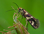 micropterix_schaefferi_j6228s