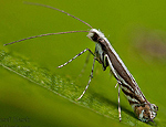 micrurapteryx_kollariella_cx0920s