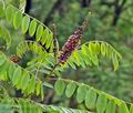 Amorpha_nitens_br7272