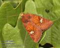Amphipoea_oculea_a4061