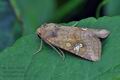 Amphipoea_oculea_bk6069