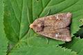 Amphipoea_oculea_bk6433