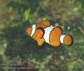 Amphiprion_ocellaris_ab4559