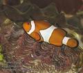 Amphiprion_ocellaris_ab4561