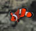 Amphiprion_ocellaris_fb6919