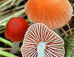 mycena_adonis_bv8843