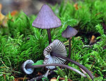 mycena_purpureofusca_hy9465