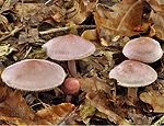 mycena_rosea_bp3569