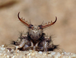 myrmeleon_formicarius_af3802