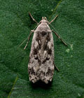 Anacampsis_blattariella_dz7304s