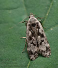 Anacampsis_blattariella_dz7313s