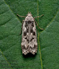 Anacampsis_blattariella_dz7346s