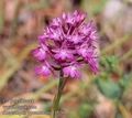 Anacamptis_pyramidalis_1152