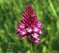 Anacamptis_pyramidalis_8229