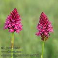 Anacamptis_pyramidalis_ae6970