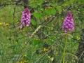 Anacamptis_pyramidalis_ja1534