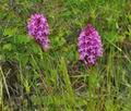 Anacamptis_pyramidalis_ja1537