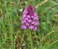 Anacamptis_pyramidalis_ja1538