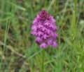 Anacamptis_pyramidalis_ja1540