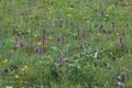Anacamptis_pyramidalis_ja1566