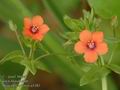 Anagallis_arvensis_a3183