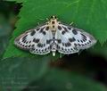 Anania_hortulata_bj6005