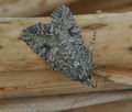 Anarta_trifolii_bs6097