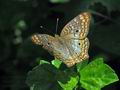 Anartia_jatrophae_p3280556