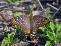 Anartia_jatrophae_p4011183