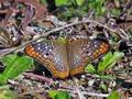 Anartia_jatrophae_p4011184