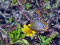 Anartia_jatrophae_p4011188