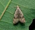 Anasphaltis_renigerellus_ct8658s