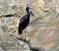 Anastomus_lamelligerus_a7791
