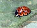 Anatis_ocellata_10565