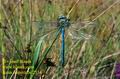 Anax_imperator_2534