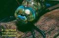 Anax_imperator_2543