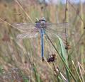 Anax_imperator_9030