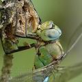 Anax_imperator_ah8899