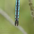 Anax_imperator_ah8969