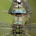 Anax_imperator_ah8972