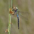 Anax_imperator_bd3486