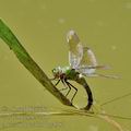 Anax_imperator_bg4987