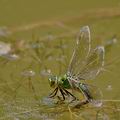 Anax_imperator_bg4995