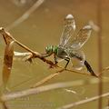 Anax_imperator_bg5011